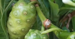 Noni Fruit Extract