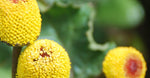 Electric Daisy