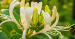 Honeysuckle & Neroli 