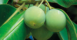 Tamanu Oil