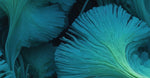 Blue Algae