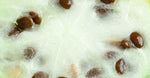 Kalahari melon seed oil