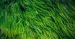 Desert Algae Extract