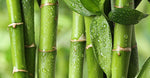 Bamboo Exfoliating Particles
