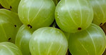 Amla Berry Extract