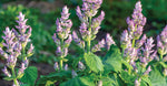 Clary Sage