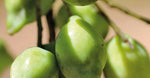 Kakadu and illawarra plum