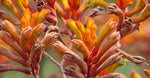 Kangaroo Paw extract