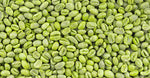 Green Coffee Extract