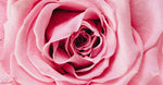Rose Otto