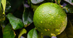 Green Mandarin