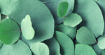 Green Eucalyptus