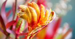 Kangaroo Paw Flower Extract