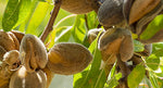 Sweet Almond Oil