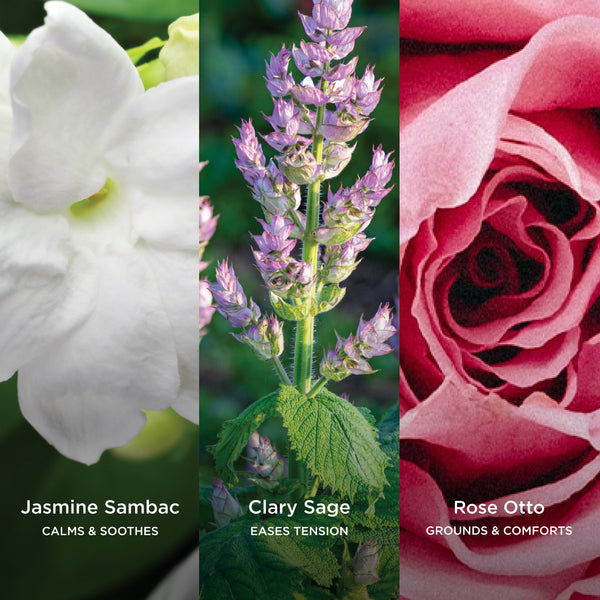 Three-panel ingredient graphic showing Jasmine Sambac, Clary Sage, and Rose Otto botanicals with their skin benefits.